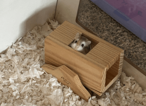 Pip, Amelia's pet hamter