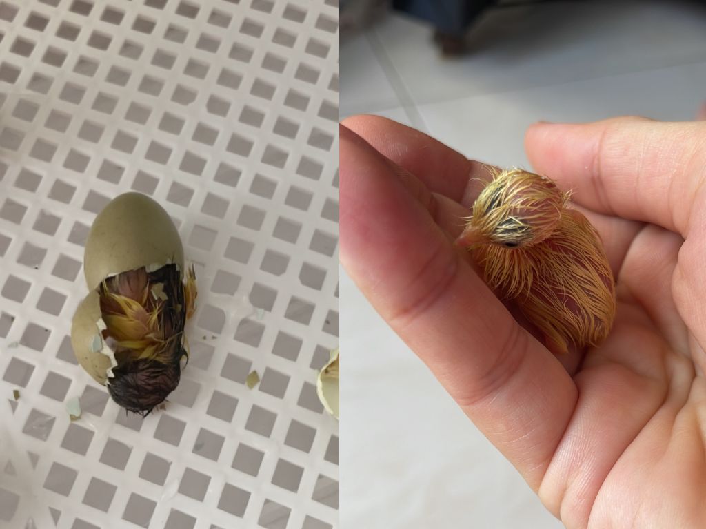 A newly hatched quail chick emerging from its eggshell in the incubator and being gently held in a hand while still wet after hatching