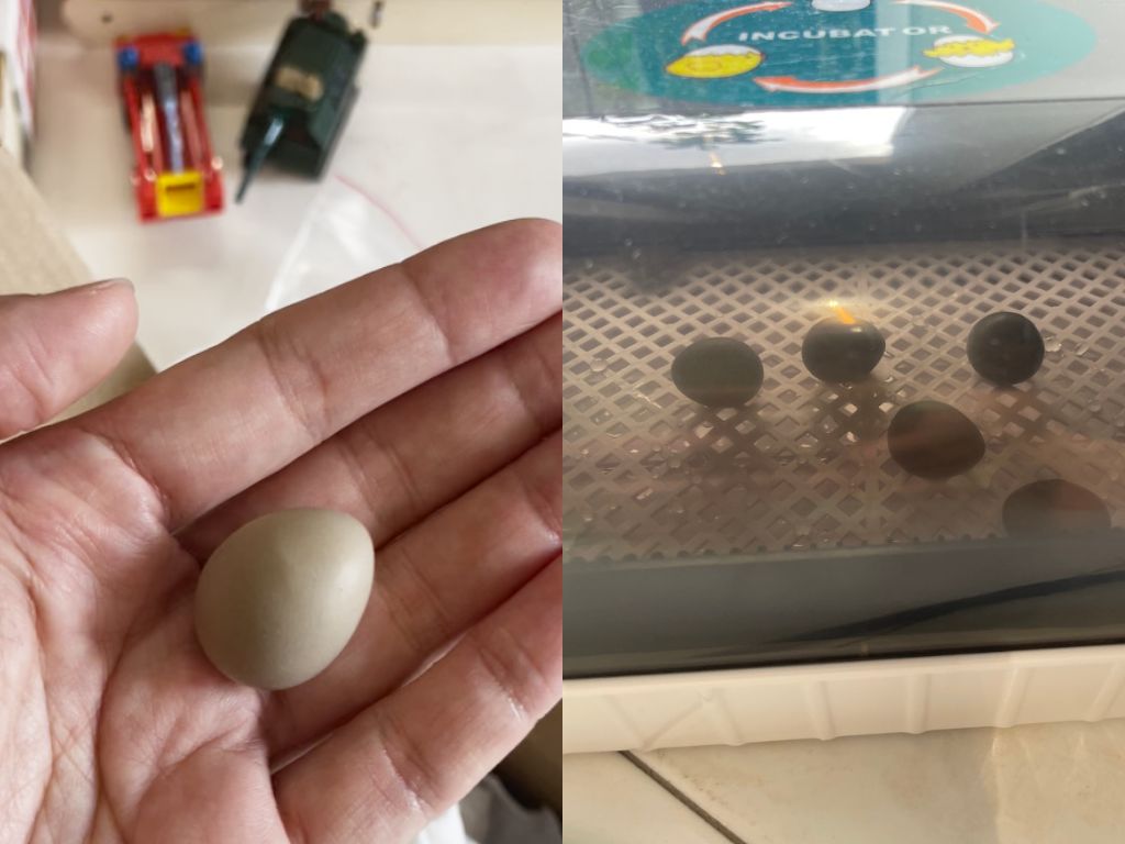 Close-up of a small quail egg held in a hand beside several quail eggs inside an incubator during the hatching process